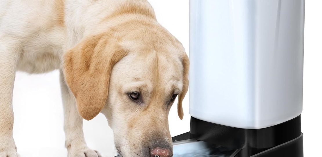 water bowl for dog best